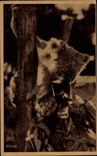 Ak Koala am Baum, Tierwelt
