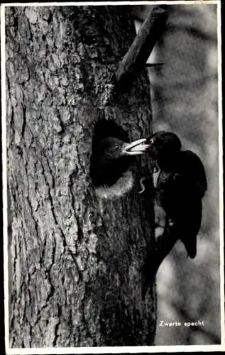 Ak Schwarzspecht füttert junge Vögel