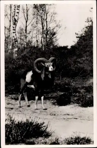 Ak Mufflon, Wildschaf, Tierwelt