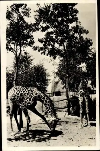 Ak Giraffen Paar, Zoologischer Garten