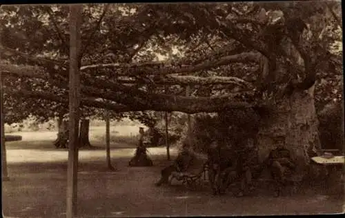 Ak Belgrad Belgrad Serbien, Topcider Garden