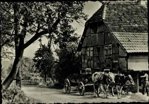 Ak Helfrantzkirch Helfrantskirch Elsass Haut Rhin, Sundgau, Bauernhaus, Rinderfuhrwerk