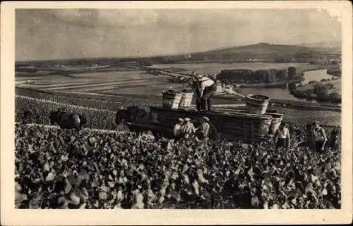 Ak Épernay Marne, Champagne Moet et Chandon, Scene de vendange a Hautvillers, Weinernte