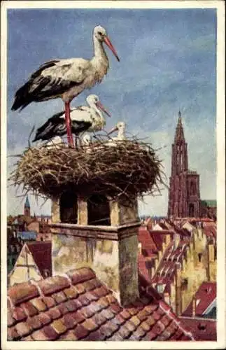 Ak Strasbourg Straßburg Elsass Bas Rhin, Störche im Nest