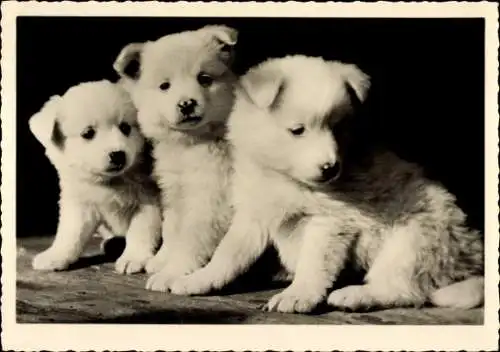 Foto Ak Drei weiße Hundewelpen