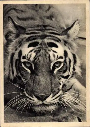 Ak Tiger, Dresdner Zoo, Inseltiger