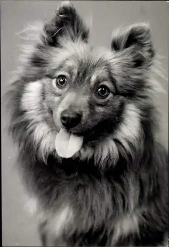 Foto Kleiner Hund mit heraushängender Zunge