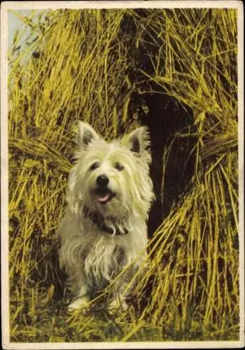 Ak Weißer Terrier
