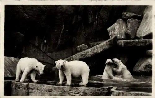 Ak Hamburg Eimsbüttel Stellingen, Carl Hagenbeck's Tierpark, Nordland Panorama, Eisbären