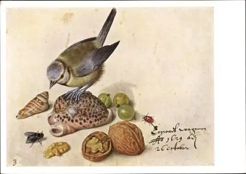 Künstler Ak Flegel, Georg, Blaumeise, Walnuss, Muscheln