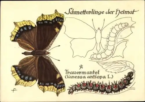 Künstler Ak Schmetterlinge der Heimat, Trauermantel, Raupe