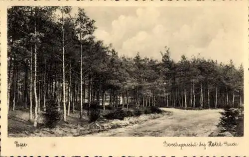 Ak Epe Gelderland Niederlande, Wald bei Hotel Gude