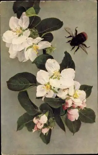 Ak Pflaumenblättriger Apfel, Blüten, Hummel