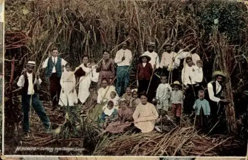 Ak Insel Madeira Portugal, Zuckerrohr Ernte, Gruppenportrait