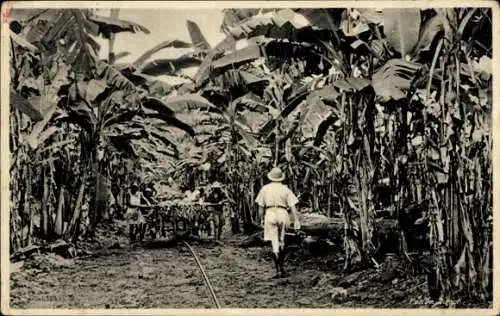 Ak Kamerun, Bananenfeld