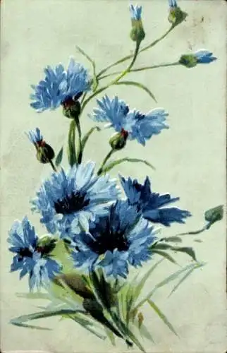 Ak Blaue Kornblumen