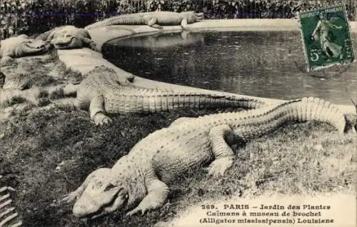 Ak Paris V, Jardin des Plantes, Caymans