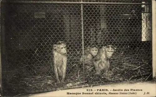 Ak Paris V, Jardin des Plantes, Chinesischer Haubenaffe