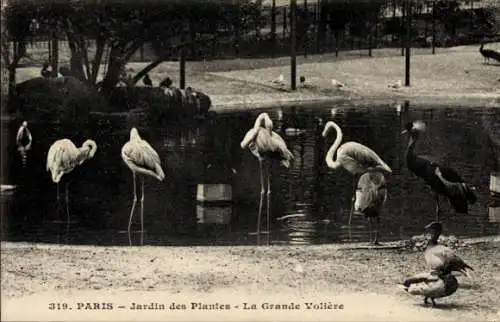 Ak Paris V, Jardin des Plantes, La Grande Voliere