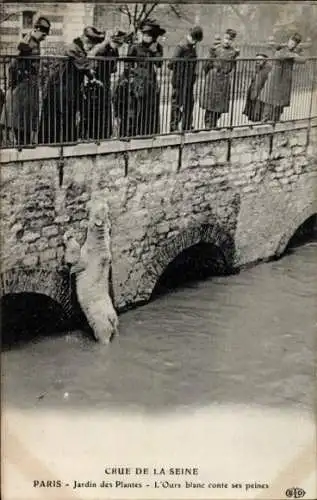 CPA Paris V, Jardin des Plantes, Crue de la Seine Janvier 1910, L´Ours blanc conte ses peines