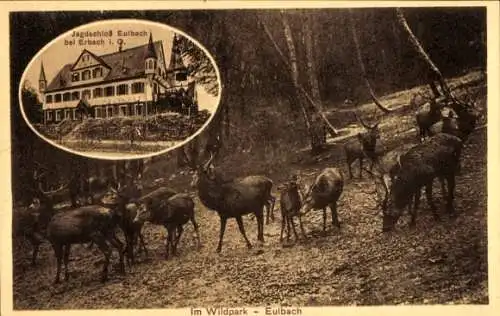 Ak Erbach im Odenwald Hessen, Jagdschloss Eulbach, Wildpark, Hirsche