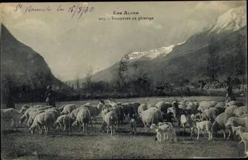 Ak Frankreich, Schafherde im Gebirge