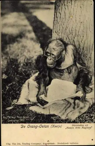 Ak Orang Utan mit Brille und Zeitung