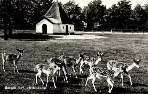 Ak Bergen Nordholland Niederlande, Hertenkamp