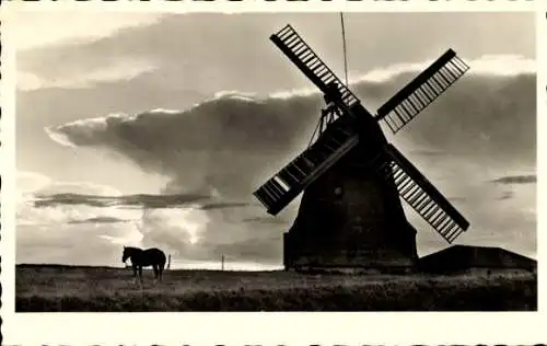 Ak Insel Amrum in Nordfriesland, Windmühle, Pferd