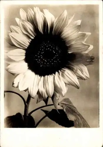 Ak Sonnenblume, Blüte