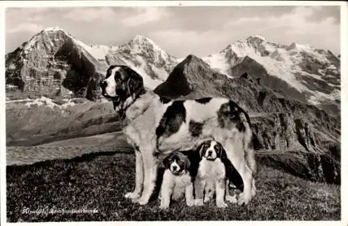 Ak Bernhardiner in den Schweizer Alpen, Hund, Welpen