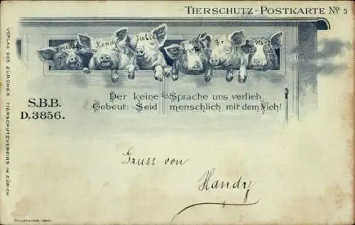 Ak Tierschutz-Postkarte No. 5, Tierschutzverein Zürich, Schweine