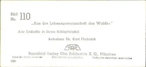 Stereo Foto Aus der Lebensgemeinschaft des Waldes, Erdkröte