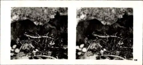 Stereo Foto Aus der Lebensgemeinschaft des Waldes, Feuersalamander