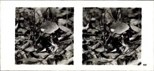 Stereo Foto Aus der Lebensgemeinschaft des Waldes, Egelschnecke