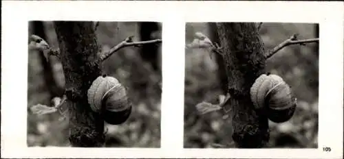 Stereo Foto Aus der Lebensgemeinschaft des Waldes, Weinbergschnecke