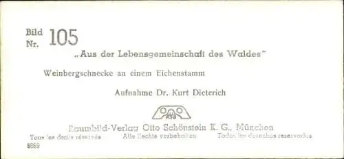 Stereo Foto Aus der Lebensgemeinschaft des Waldes, Weinbergschnecke