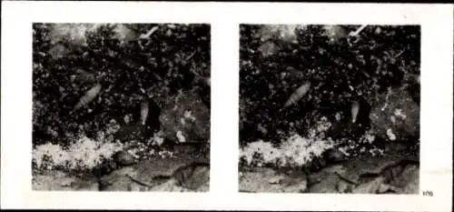 Stereo Foto Aus der Lebensgemeinschaft des Waldes, Schließmund-Schnecken