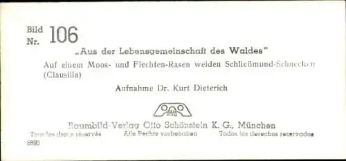 Stereo Foto Aus der Lebensgemeinschaft des Waldes, Schließmund-Schnecken