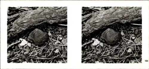 Stereo Foto Aus der Lebensgemeinschaft des Waldes, Trüffel