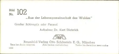 Stereo Foto Aus der Lebensgemeinschaft des Waldes, Großer Schirmpilz