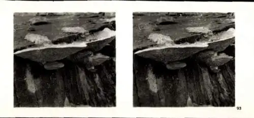 Stereo Foto Aus der Lebensgemeinschaft des Waldes, Eichen-Wirrschwamm