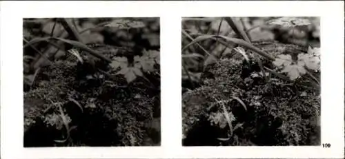 Stereo Foto Aus der Lebensgemeinschaft des Waldes, junge Erdkröte