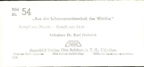 Stereo Foto Aus der Lebensgemeinschaft des Waldes, Kampf ums Dasein, Kampf ums Licht