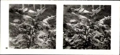 Stereo Foto Aus der Lebensgemeinschaft des Waldes, Tollkirsche