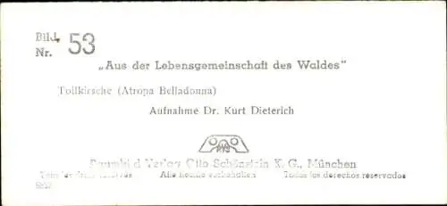 Stereo Foto Aus der Lebensgemeinschaft des Waldes, Tollkirsche