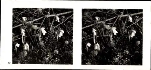 Stereo Foto Aus der Lebensgemeinschaft des Waldes, Fichtenspargel