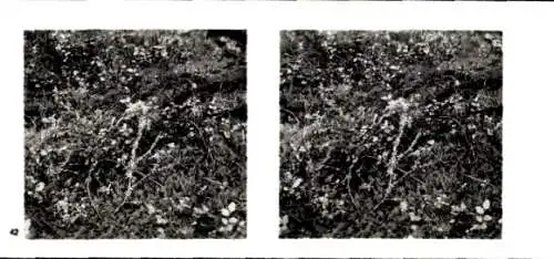 Stereo Foto Aus der Lebensgemeinschaft des Waldes, gefallener Stamm im Urwald