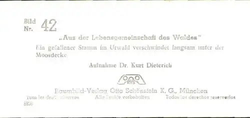 Stereo Foto Aus der Lebensgemeinschaft des Waldes, gefallener Stamm im Urwald