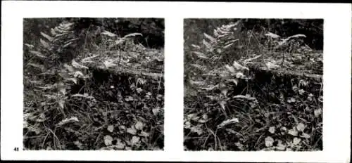 Stereo Foto Aus der Lebensgemeinschaft des Waldes, Baumstumpf